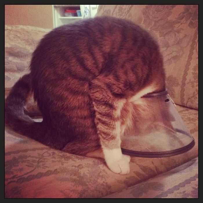 Funny-Pets-With-Cones