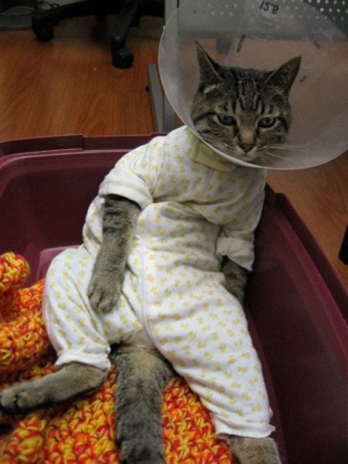 Funny-Pets-With-Cones