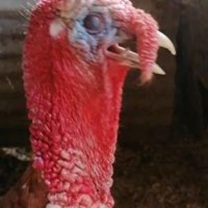 honey_darlington avatar