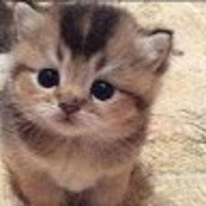 abigailrobinson avatar