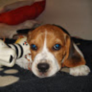 ricardosevlaalves avatar