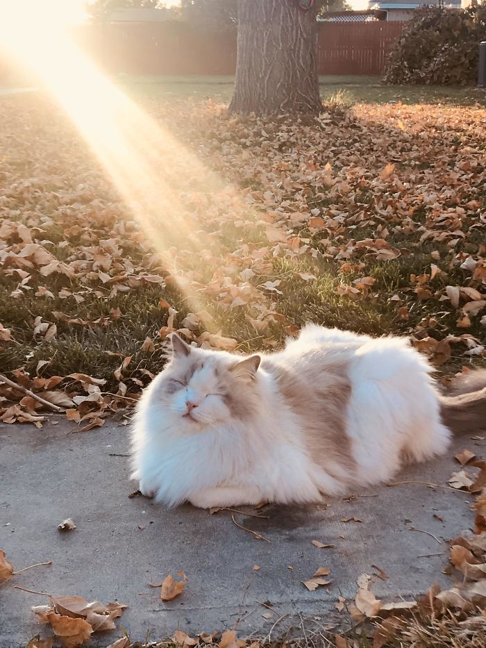 My Cat Loves Fall