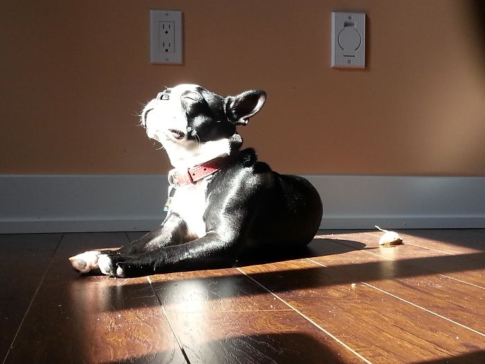 My Little Guy Basking In The Sunlight
