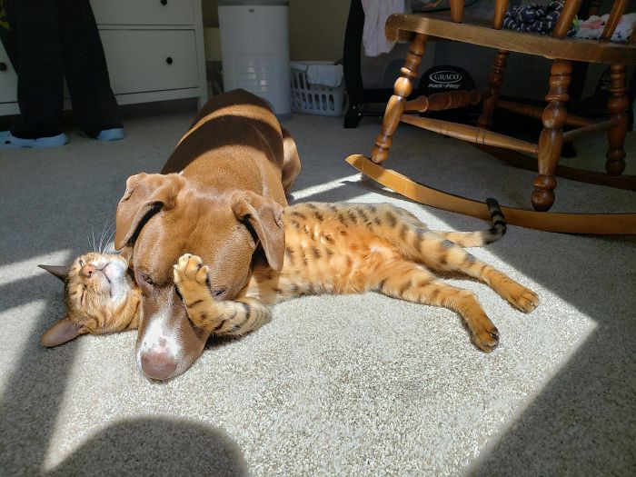 Sunbathing Buddies