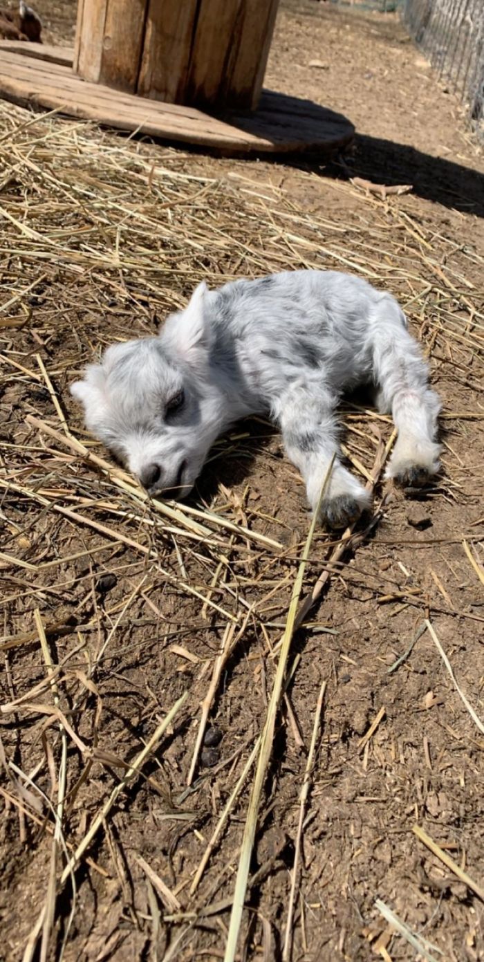 Smol Sunbathe Goat