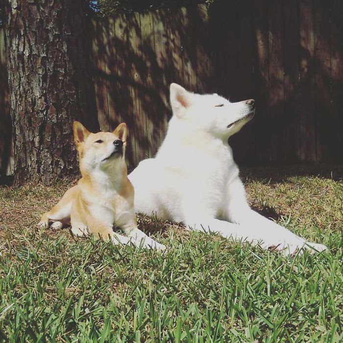 My Shiba Inu And Japanese Akita Sunbathing