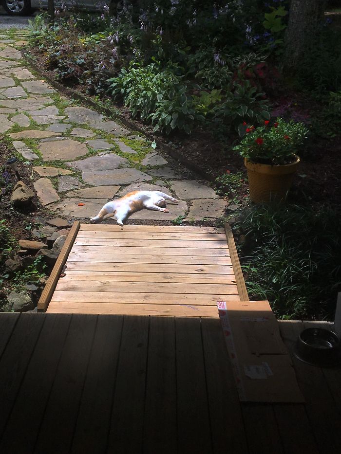 My Cat Sunbathing Today