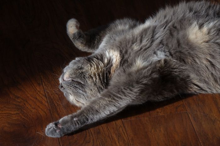 Juniper Loves The Sun