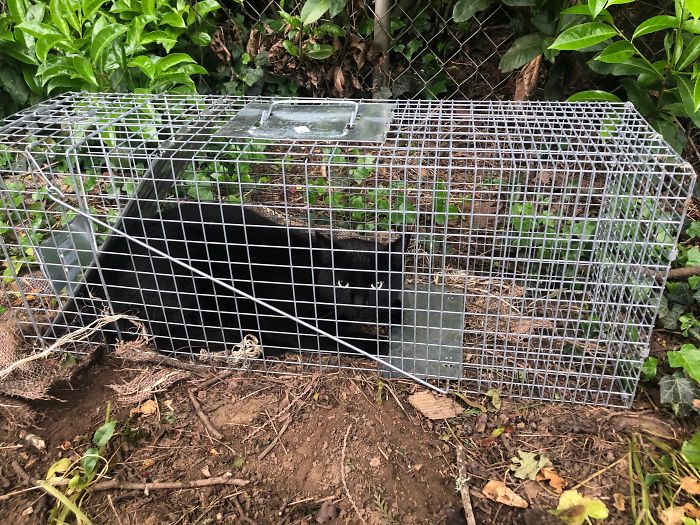 Left A Can Of Tuna In Here To Lure A Pesky Raccoon, Found This In The Morning