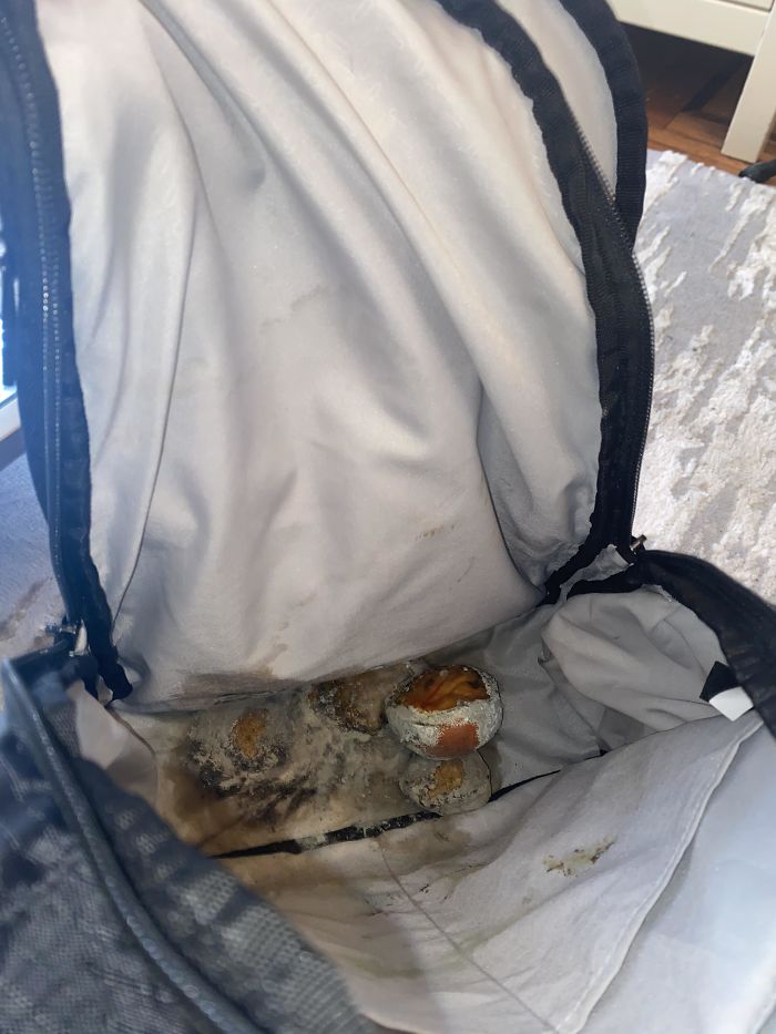 Left Two Oranges In My Work Backpack (Hasn’t Been Opened In 2 Months)