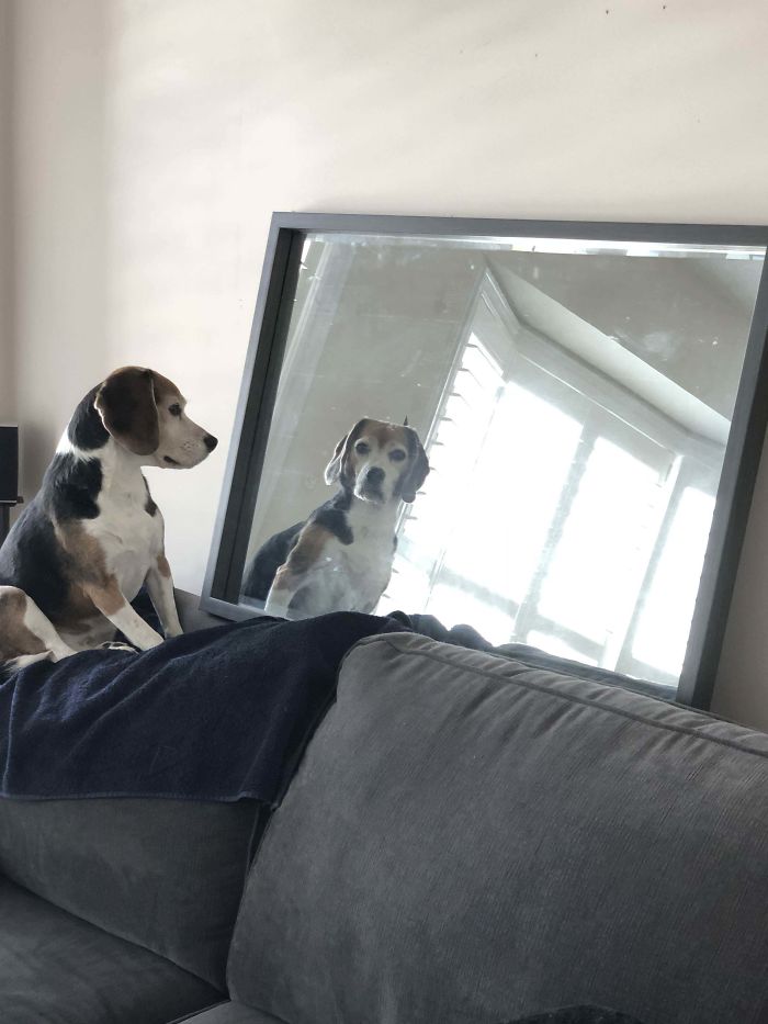 My Dog Likes To Stare At Me Through The Mirror.