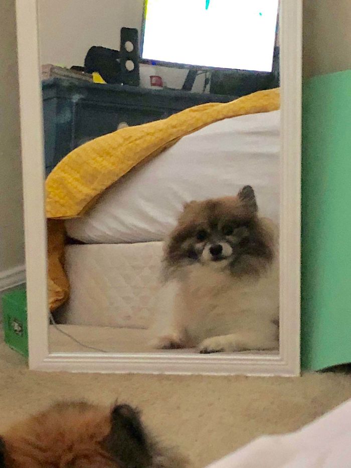 My Goofy 3 Legged Dog Bug Realizing He Can Make Eye Contact With Me Through The Mirror.