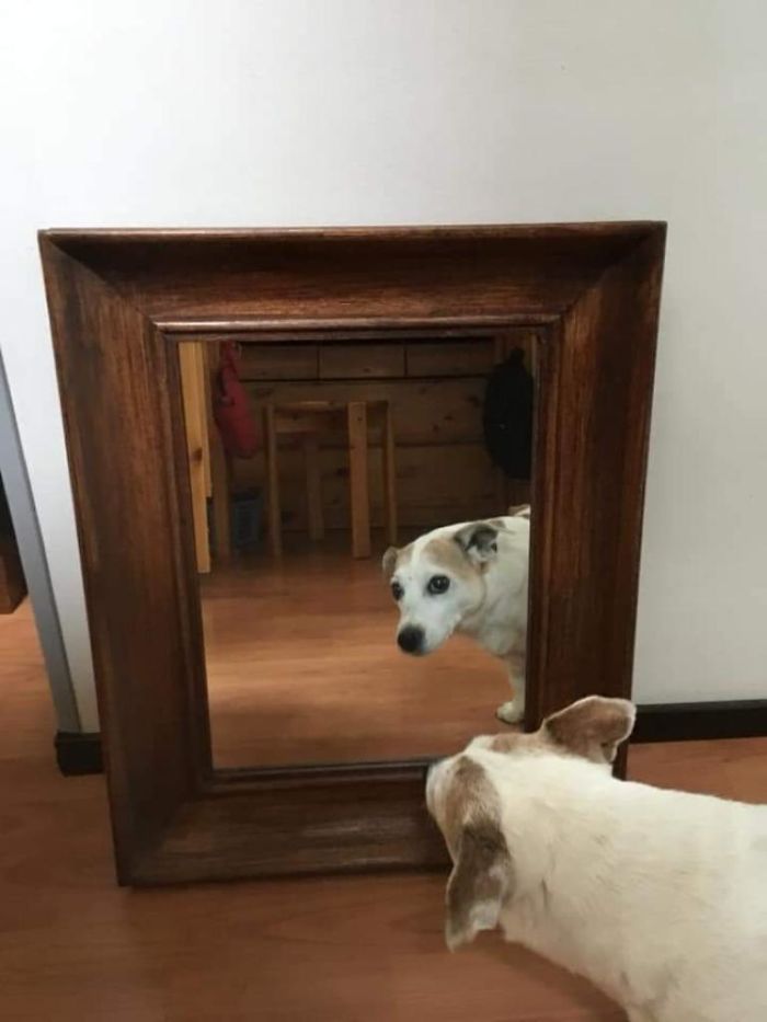 Reflective Boi