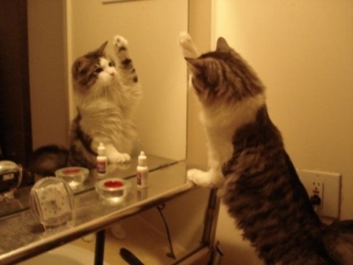 My Kitty Looking At His Reflection In The Mirror.