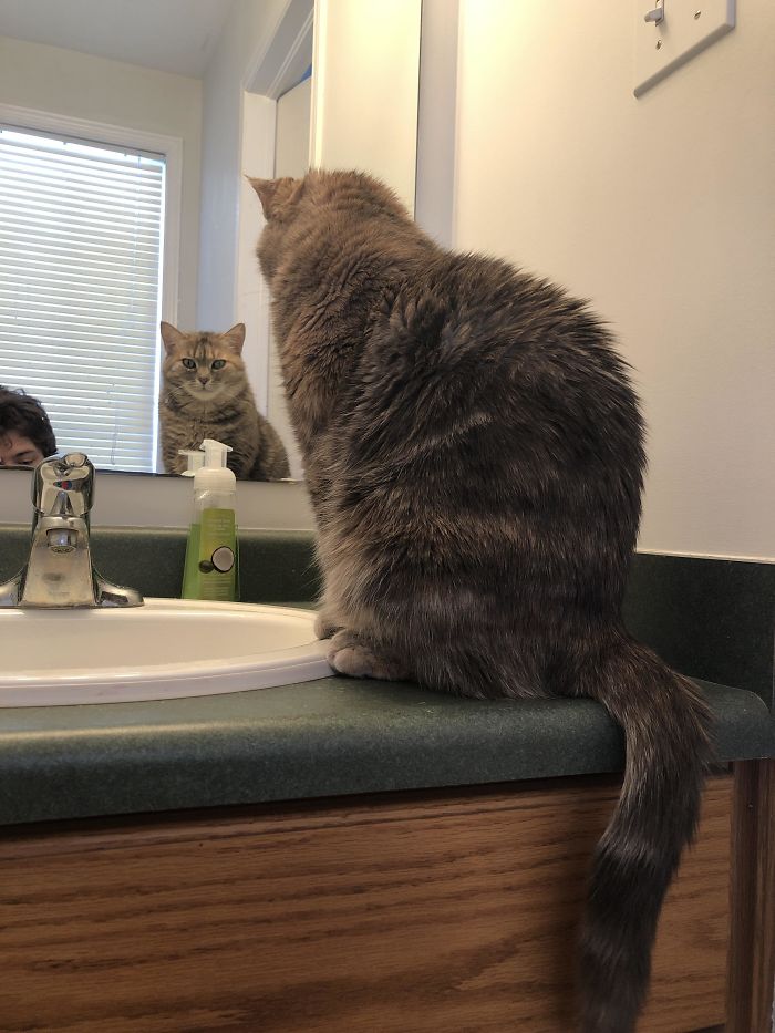 My Cat Stares Me Down Through The Mirror When I’m On The Toilet
