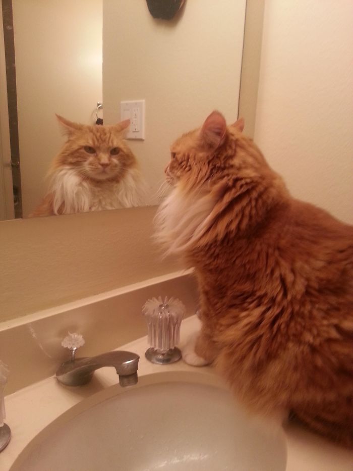 My Cat Checks Himself Out In The Mirror Everyday