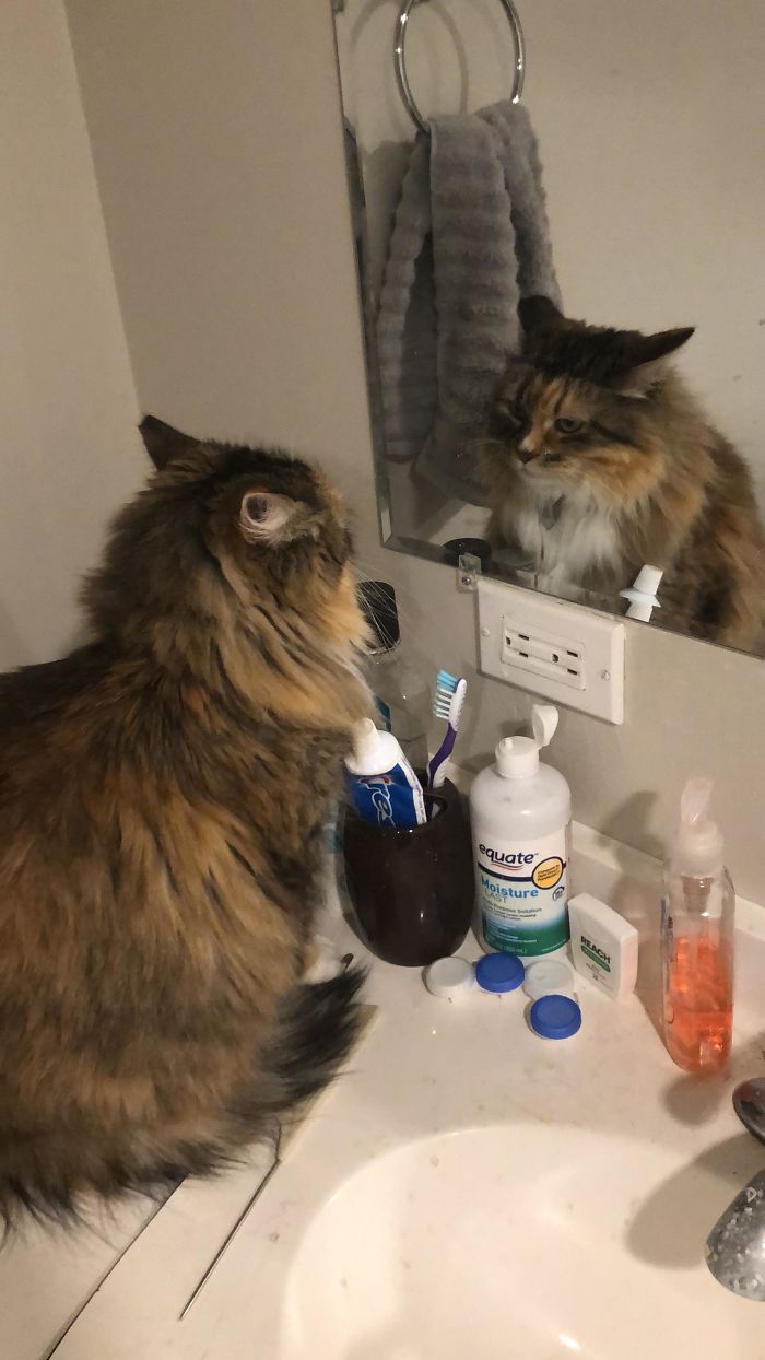 This Is Belle’s Reaction After A Friend Brought Her Big Dog Over. She Sat In The Dark Looking At Herself In The Mirror Until I Picked Her Up And Took Her To My Room.