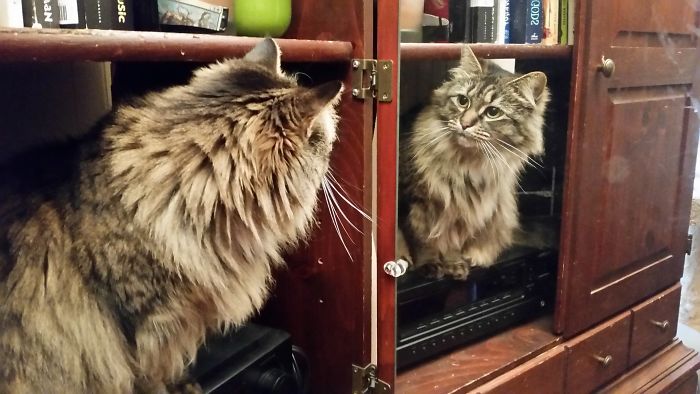 When She Looks Into The Mirror, All She Sees Are Claws And Impurrfections.