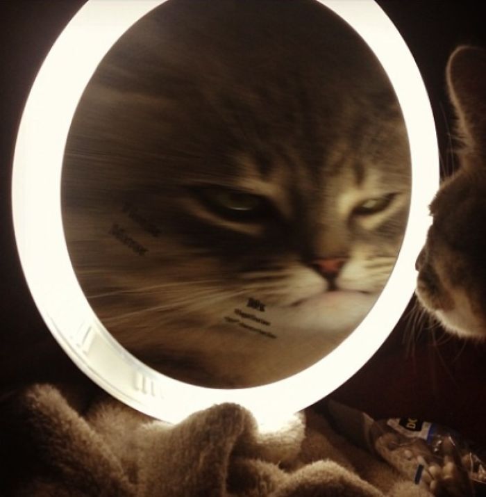 I Forgot To Turn My Magnifying Mirror Off Last Night Before I Left The House. Came Home To This Little Situation. Meet Roscoe.