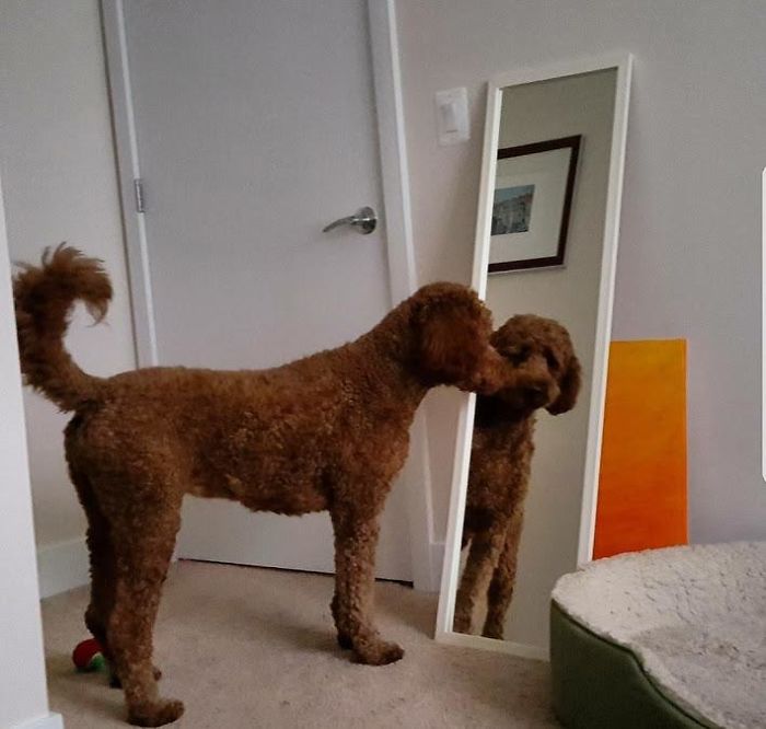 My Doodle, Using A Mirror To Spy On Me While I Sleep. The Second I Show Signs Of Life, She Runs Over To Me So We Can Go For A Walk Or To Get Pets. She Thinks She's Fooling Me. She Understands How Mirrors Work, But She Doesn't Understand That I, Too, Understand How Mirrors Work.