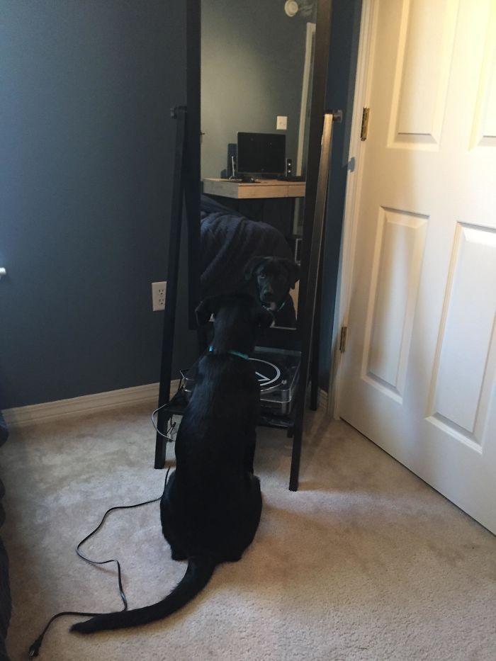 We Rescued A Puppy And He Just Can't Stop Looking At Himself In The Mirror