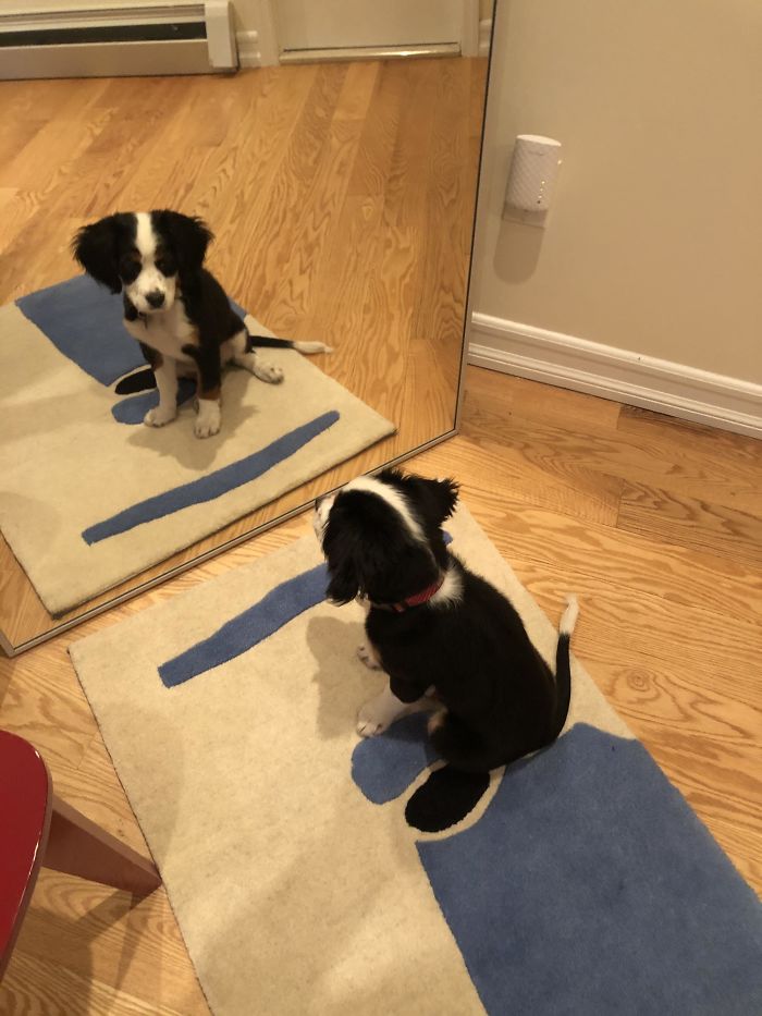 This Is Winnie. She Is 11 Weeks Old, Has Mastered “Sit” And Doesn’t Understand Why She Can’t Play With Her Mirror Sister. She Is A Mini Bernese Mountain Dog, And A V Good Girl.