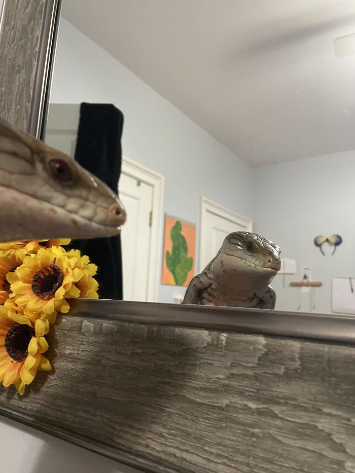 Mirror Mirror On The Wall, Who’s The Pretties Skink Of All?