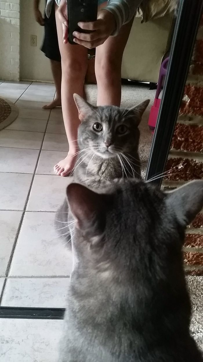 The Cat Wouldn't Stop Looking Into My New Mirror