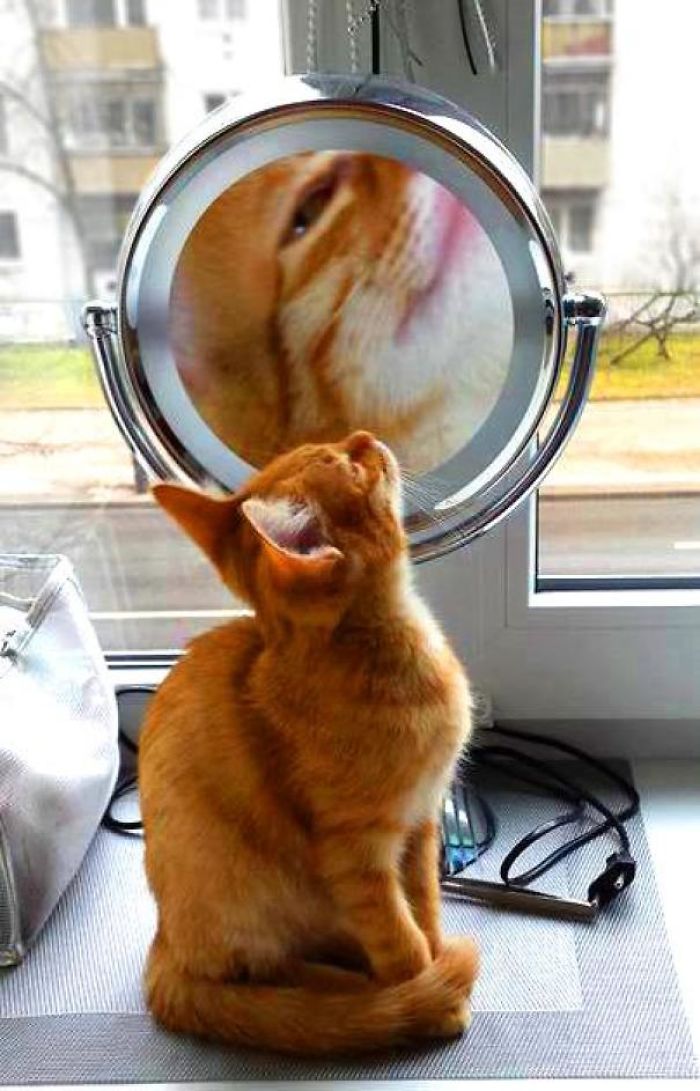 Magic Mirror On The Wall Who Is The Fairest One Of All