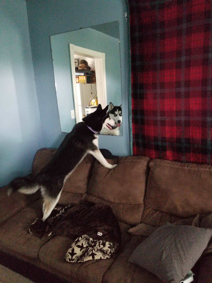 My Dog Stares At Me Through Mirrors