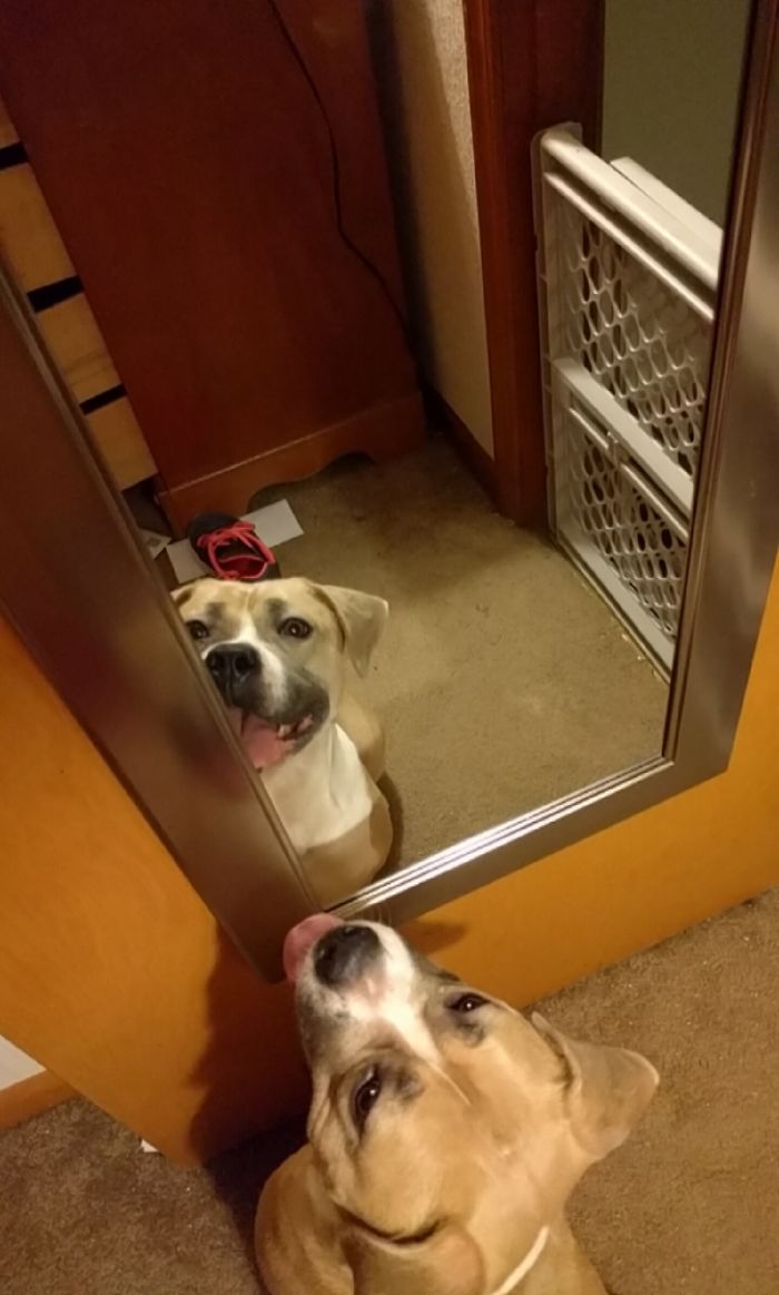 I Rescued A Dog Tonight. She Just Keeps Following Me Around Smiling At Me... Even Through The Mirror