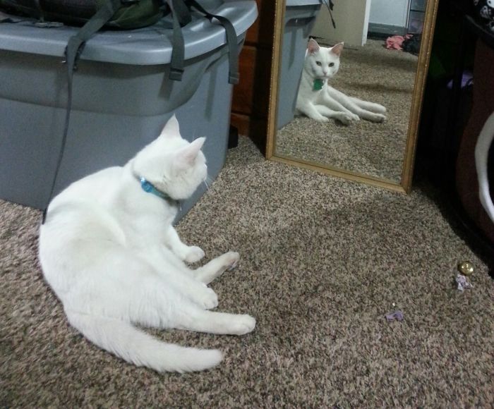 My Cat Often Sits In Front Of The Mirror And Stares Herself Down.