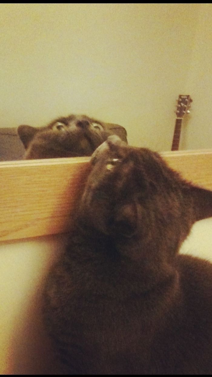 She Was Confused By The New Mirror. (Apologies For Potato Quality)