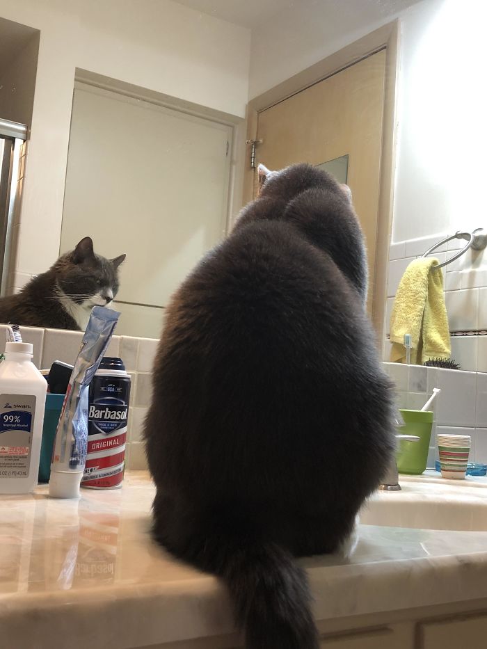 Winston Likes To Look At Himself In The Mirror. He’s Practicing His Blue Steel.