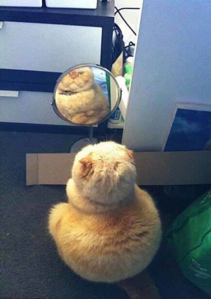 Mirror Mirror On The Wall... Who Is The Fattest Of Them All?