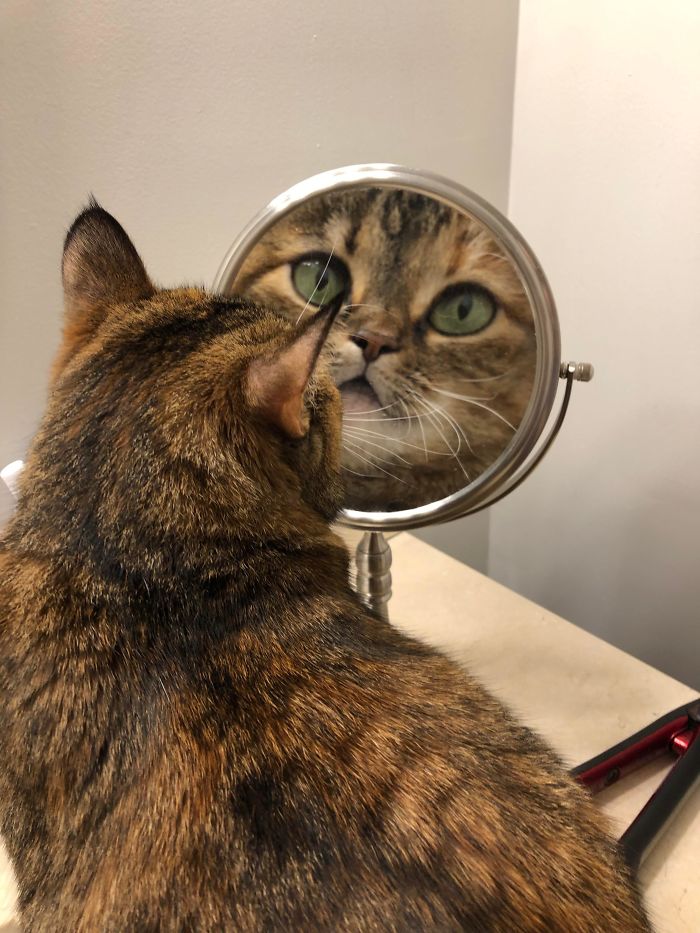 Objects In The Mirror Are Bigger Than They Appear