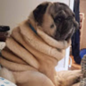 evelynseemann avatar