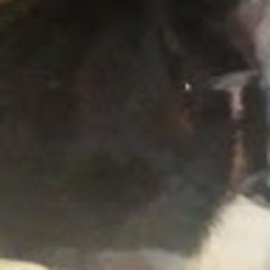 anthonyslager avatar