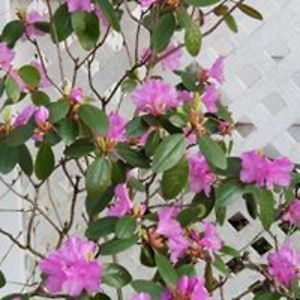 writerdahling avatar