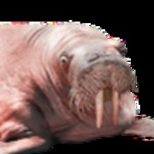 brannockrosenthal avatar