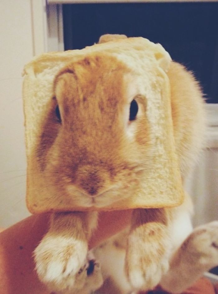 My Rabbit Is Inbread