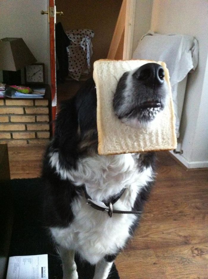 Inbread Dog