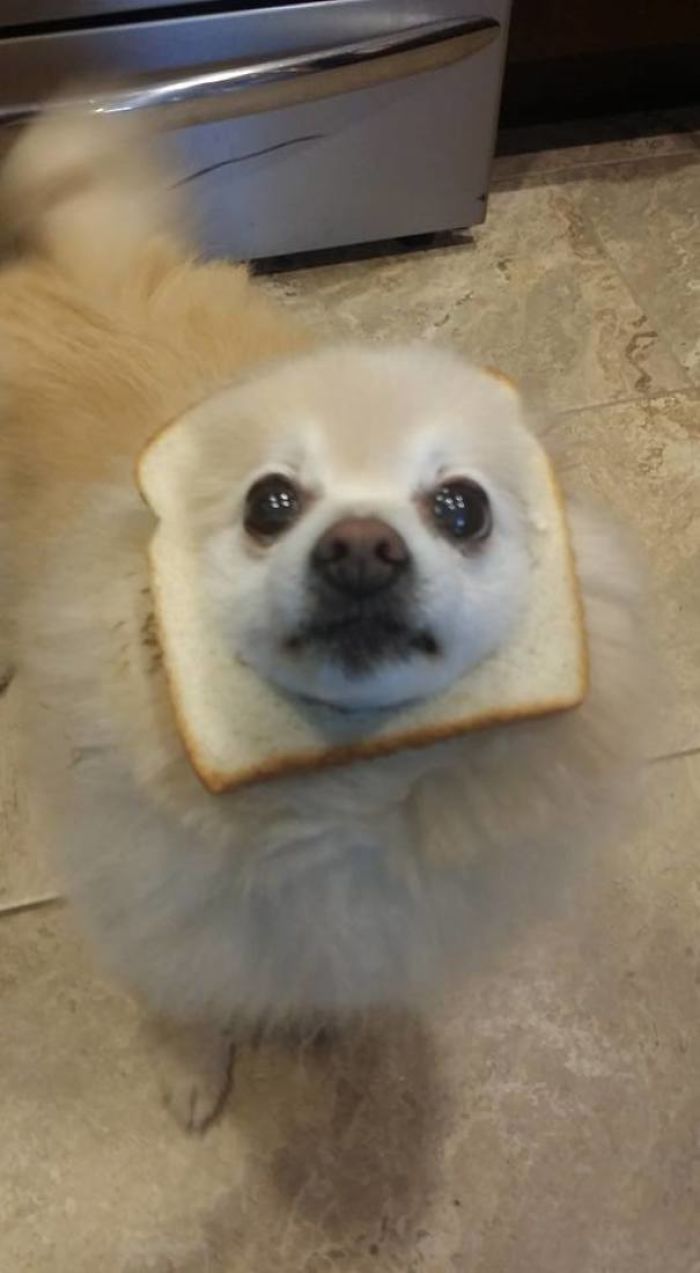 Fluffy The Pomeranian Is Inbread