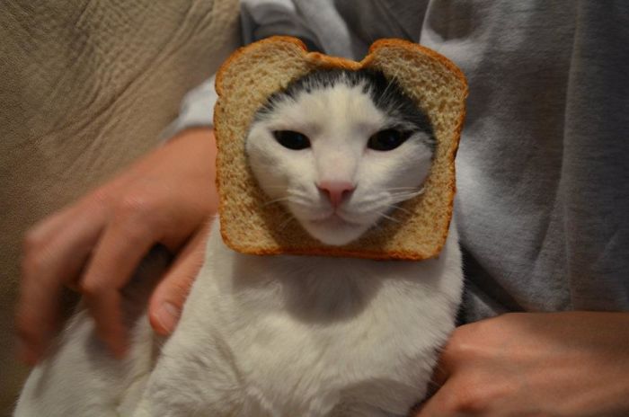 My Friend's Inbread Kitty
