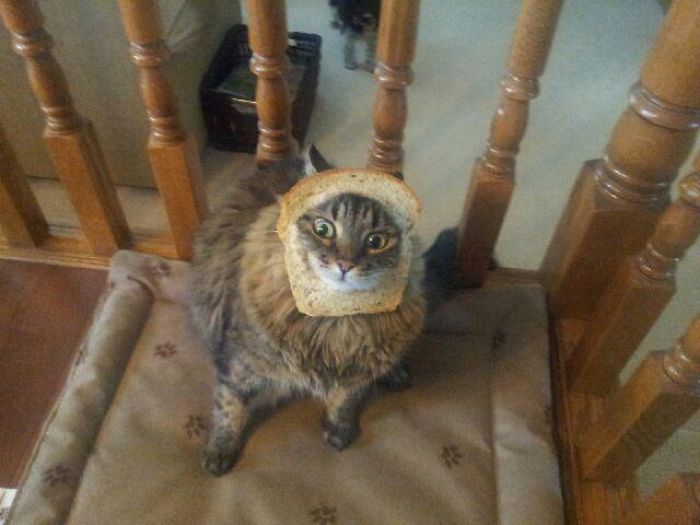 My Girlfriend's Cat Is A Little Inbread