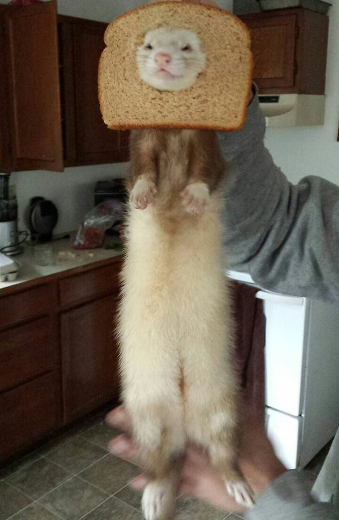 My Housemate Has An Inbread Ferret