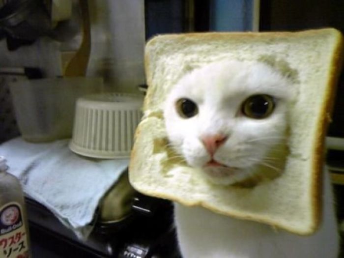 An Inbread Cat