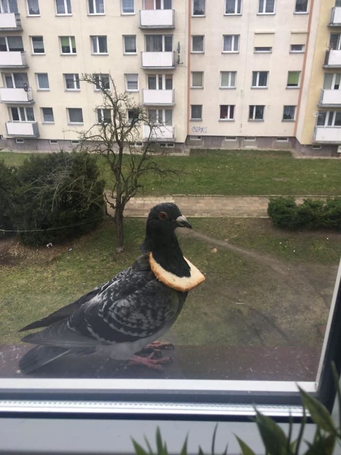 So This Bird Got A New Bread Necklace