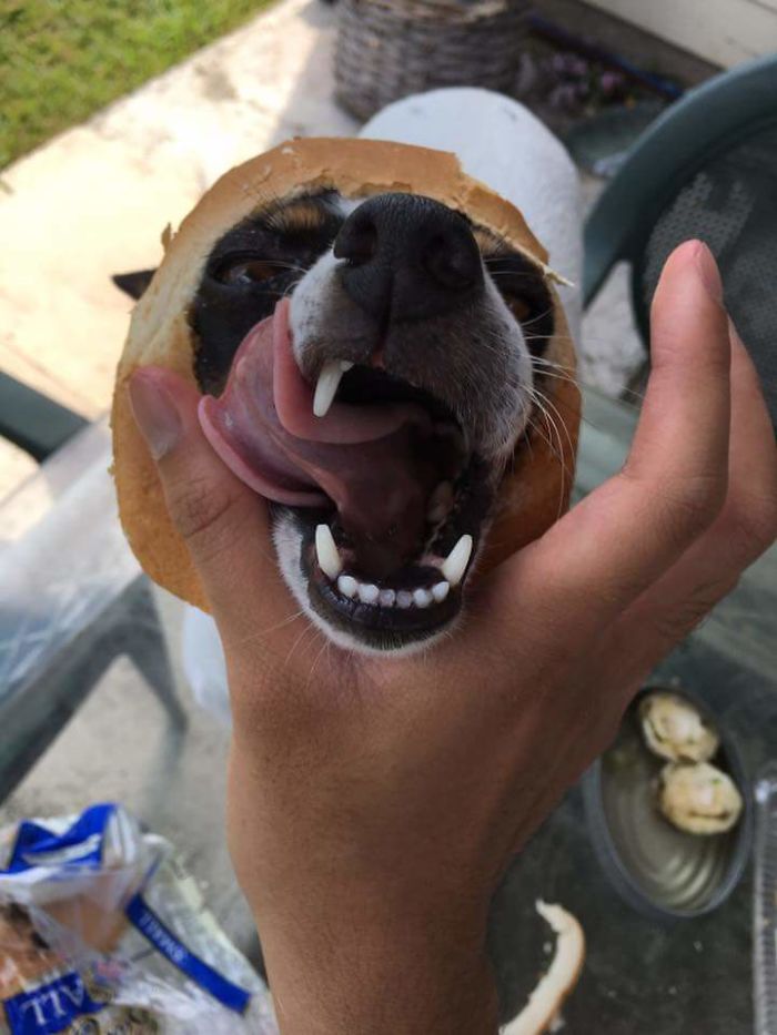 Inbread Doggo