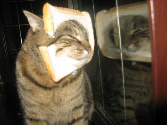 Inbread Cat